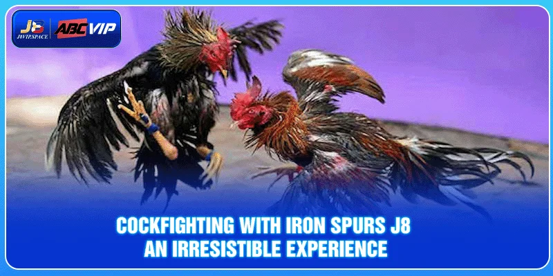 Cockfighting with Iron Spurs J8 – An Irresistible Experience