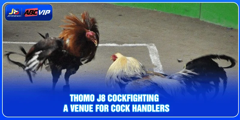 Thomo J8 Cockfighting - A venue for cock handlers